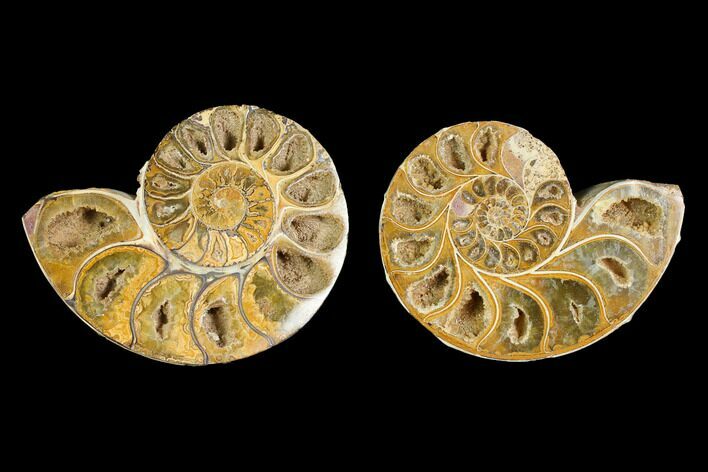 Cut & Polished Agatized Ammonite Fossil- Jurassic #131686
